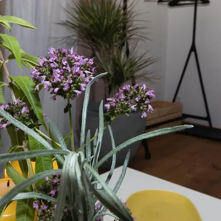 Macho Appartement